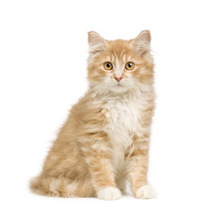 Siberian cat (12 weeks) in front of a white background