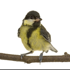 Great Tit on its perch in front of a white background