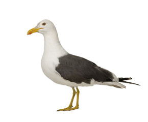 Herring Gull in front of a white background