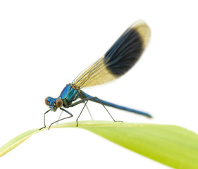 Banded Demoiselle in front of a white background