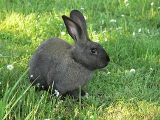 Coniglio