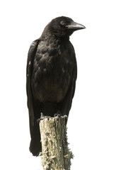 Young Carrion Crow
