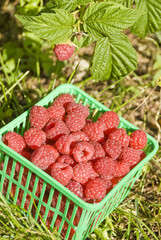 Basket of Freshly Picked Raspberries