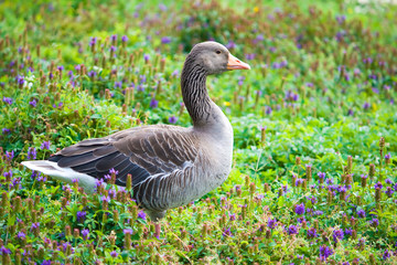 Greylag goose standing in a field