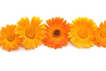 Five bright orange flowers of calendula on a light background.
