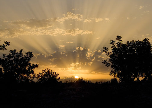 Stunning landscape sunset and trees