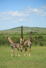 Fototapeta premium Three giraffe stood together in Kenya Africa.