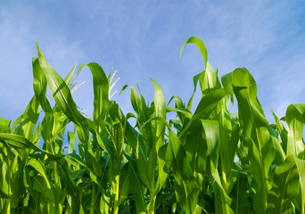 Corn field under perfect blue sky