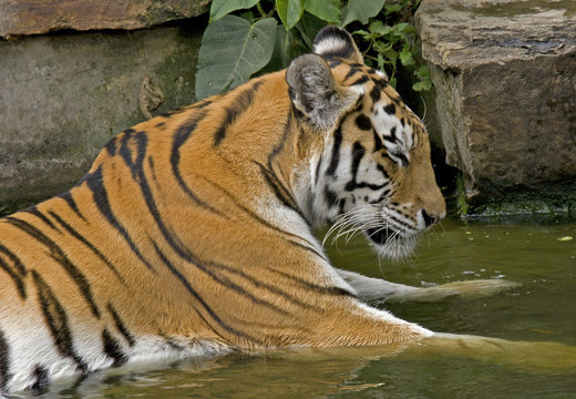 baignade de tigre