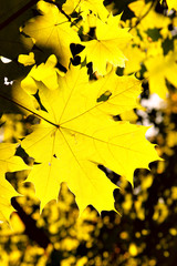 Beautiful autumn yellow leaves of maple close-up