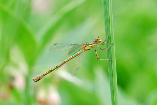 Green dragonfly and a stalk