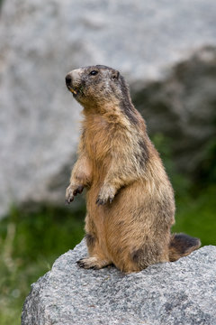 Marmotte