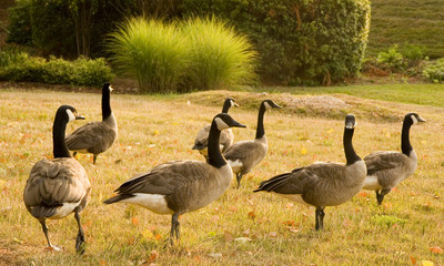 A gaggle of geese in a field by a lake