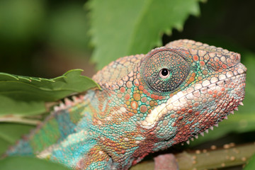chameleon