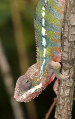 chameleon