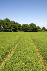 crops in rows farmland field green colour