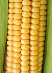 maize cob detail between green leaves
