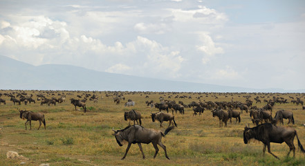Fototapeta na wymiar Wielka migracja gnus i zebry w Serengeti