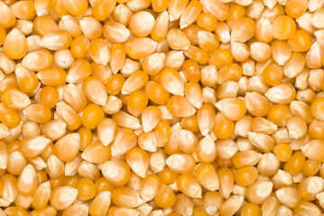 Popcorn Kernels