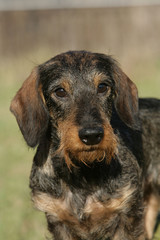 t&ecirc;te de chien teckel attentif