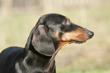 tête de chien teckel au regard perçant