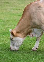 A Simmental cow grazing in a field