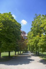 A beautiful city park in the summer