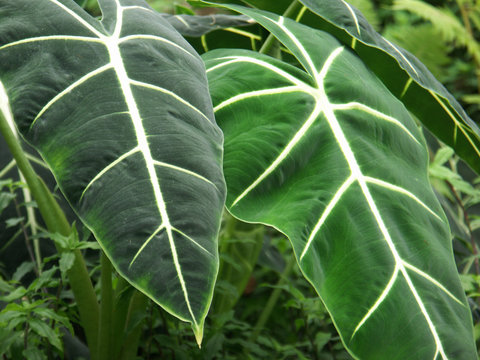feuilles de colocasia