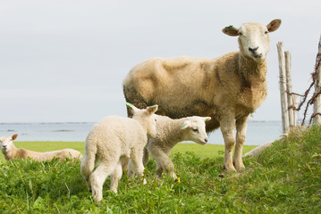 Obraz na płótnie Canvas Owce na trawie