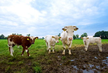 curious cow and calves looking at you in muddy pasture