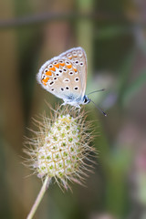 Fototapeta na wymiar Chalkhill Błękitny motyl
