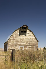 Obraz premium Barn in the mist of a wheat field under a puffy cloud blue sky