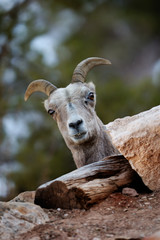 mountain goat in Grand Canyon