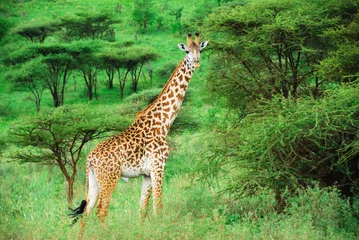 Papier Peint photo Autocollant Girafe Girafe seule parmi les buissons d& 39 acacia