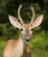 whitetail buck in velvet looking at the cameraman