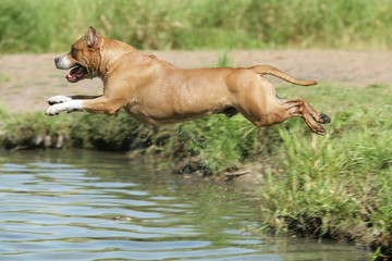 Molosse qui saute dans l'eau