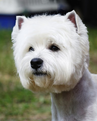 Young west highland terrier outdoor portret on blurry background