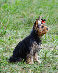 Young Yorkshire terrier sitting on green grass