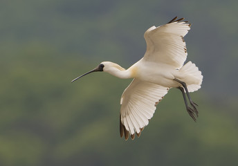 Black-Faced Spoonbill.2008