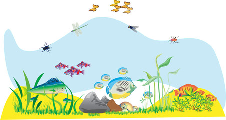 Vita nello stagno, in acqua e fuori