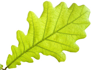 Green oak leaf close up