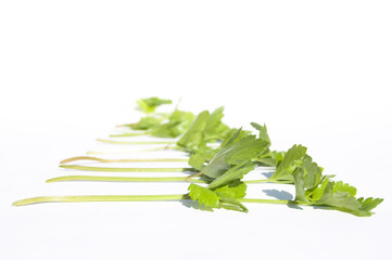 succulent parsley