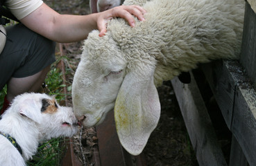 hund und schaf