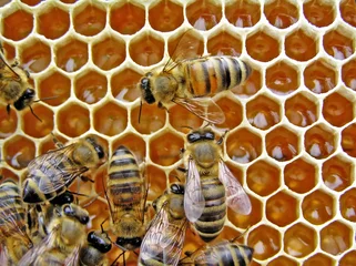 Fotobehang Young bees conduct the half of the life in a beehive. © The physicist