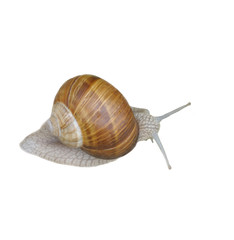 Grey snail isolated on white background.