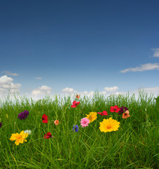 Beautiful meadow with flowers