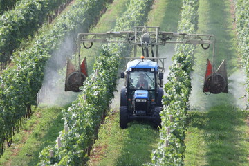 lavori in vigna