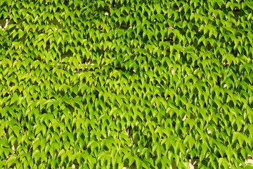 Ivy creeper green leaves background