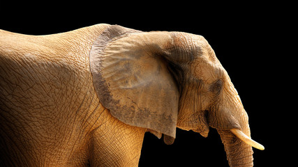 HDR African Elephant isolated on black background