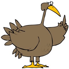 Turkey Bird